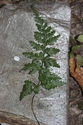Capillaire noir, Doradille noir Asplenium adiantum-nigrum L., 1753