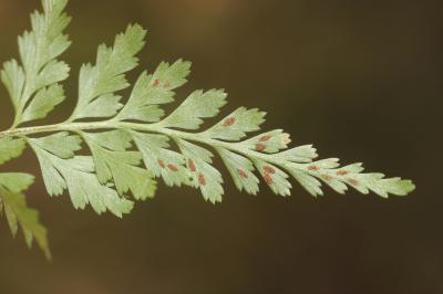 Capillaire noir, Doradille noir Asplenium adiantum-nigrum L., 1753
