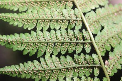 Dryoptéris des Cévennes, Dryoptéris d'Ardèche Dryopteris ardechensis Fraser-Jenk., 1981