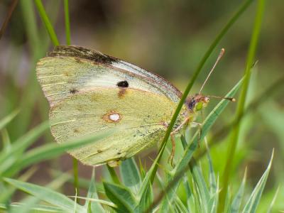 Souci (Le) Colias crocea (Geoffroy in Fourcroy, 1785)
