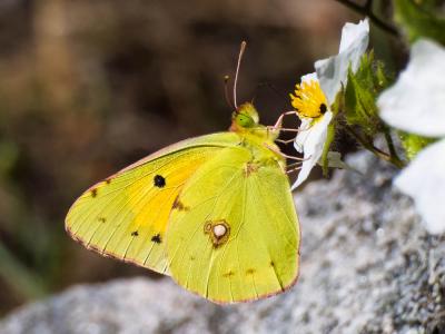 Souci (Le) Colias crocea (Geoffroy in Fourcroy, 1785)