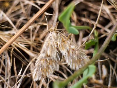  Cynaeda dentalis (Denis & Schiffermüller, 1775)
