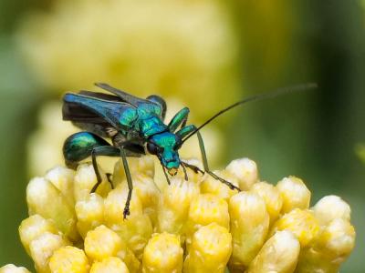 Oedemère noble Oedemera nobilis (Scopoli, 1763)