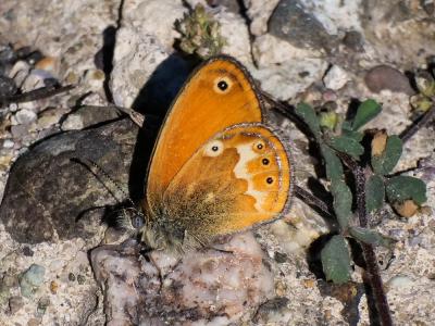 Fadet tyrrhénien (Le) Coenonympha corinna (Hübner, 1804)