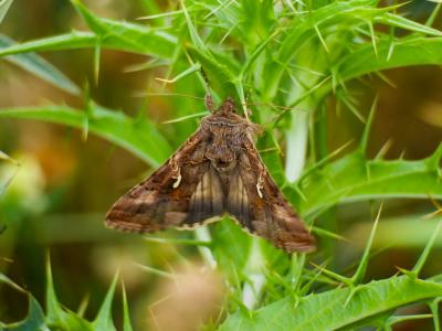 Gamma (Le) Autographa gamma (Linnaeus, 1758)