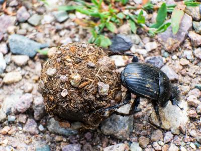 Scarabaeus laticollis Linnaeus, 1767