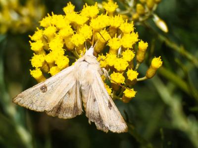 Noctuelle peltigère (La) Heliothis peltigera (Denis & Schiffermüller, 1775)