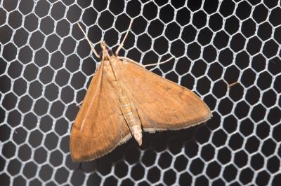  Anania crocealis (Hübner, 1796)
