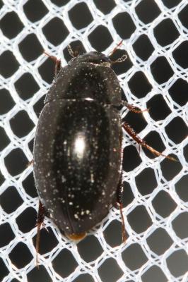  Limnoxenus niger (Gmelin, 1790)