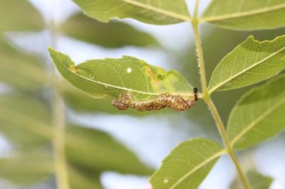  Psyllopsis fraxini (Linnaeus, 1758)
