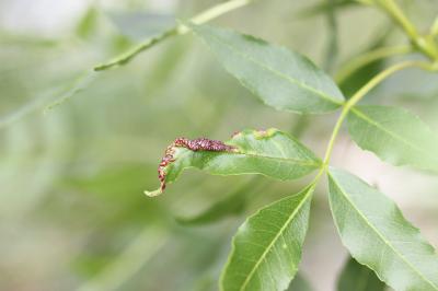 Psyllopsis fraxini (Linnaeus, 1758)