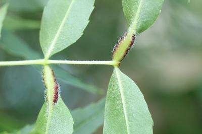  Dasineura fraxini (Bremi, 1847)