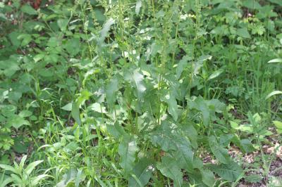 Patience sanguine Rumex sanguineus L., 1753