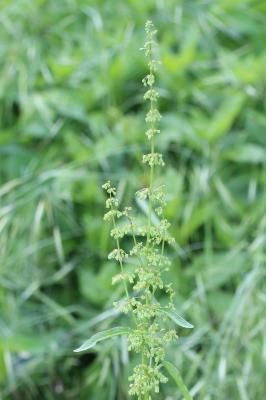 Patience sanguine Rumex sanguineus L., 1753