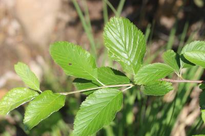 Alouchier, Alisier blanc Sorbus aria (L.) Crantz, 1763