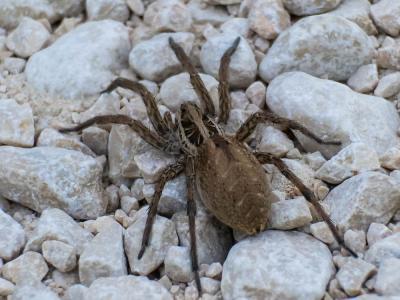 Lycose tarentuline Hogna radiata (Latreille, 1817)