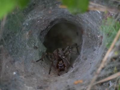  Lycosa tarantula cisalpina Simon, 1937