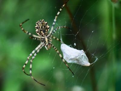  Argiope lobata (Pallas, 1772)