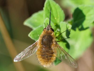  Bombylius venosus Mikan, 1796