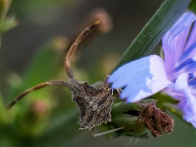  Syromastus rhombeus (Linnaeus, 1767)