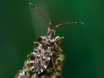  Centrocoris variegatus Kolenati, 1845