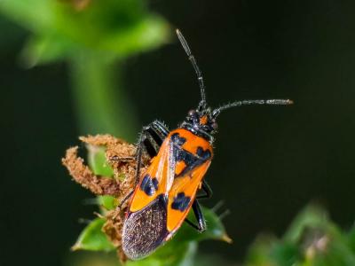 Corise de la jusquiame Corizus hyoscyami (Linnaeus, 1758)
