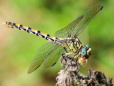 Gomphe à forceps (Le), Gomphe à pinces (Le) Onychogomphus forcipatus (Linnaeus, 1758)