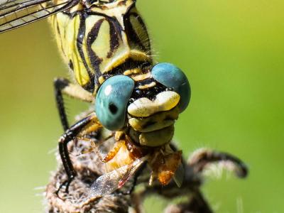 Gomphe à forceps (Le), Gomphe à pinces (Le) Onychogomphus forcipatus (Linnaeus, 1758)