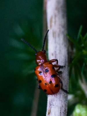 Criocère rouge à points noirs Crioceris duodecimpunctata (Linnaeus, 1758)