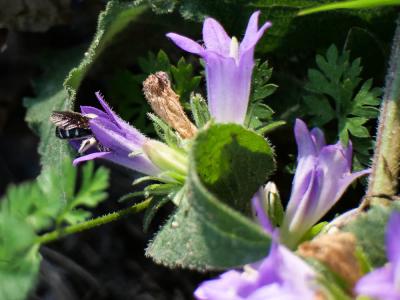  Lasioglossum costulatum (Kriechbaumer, 1873)