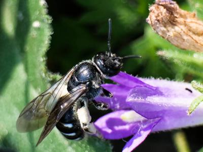  Lasioglossum costulatum (Kriechbaumer, 1873)