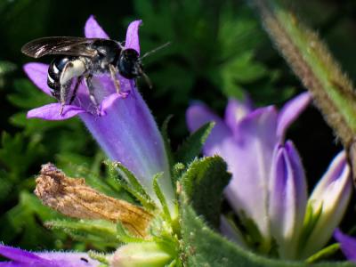  Lasioglossum costulatum (Kriechbaumer, 1873)