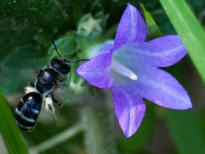  Lasioglossum costulatum (Kriechbaumer, 1873)