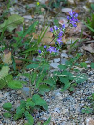 Campanule agglomérée Campanula glomerata L., 1753
