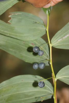 Sceau de Salomon multiflore, Polygonate multiflore Polygonatum multiflorum (L.) All., 1785