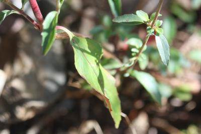 Épilobe à feuilles lancéolées Epilobium lanceolatum Sebast. & Mauri, 1818