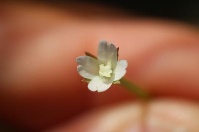 Épilobe à feuilles lancéolées Epilobium lanceolatum Sebast. & Mauri, 1818