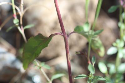 Épilobe à feuilles lancéolées Epilobium lanceolatum Sebast. & Mauri, 1818