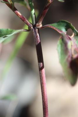 Épilobe à feuilles lancéolées Epilobium lanceolatum Sebast. & Mauri, 1818