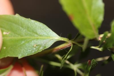 Épilobe à feuilles lancéolées Epilobium lanceolatum Sebast. & Mauri, 1818