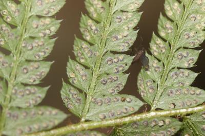 Polystic à frondes soyeuses, Fougère des fleuriste Polystichum setiferum (Forssk.) T.Moore ex Woyn., 1913