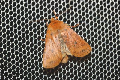 Orrhodie tigrée (L') Conistra rubiginea (Denis & Schiffermüller, 1775)