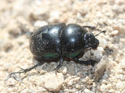 Trypocopris vernalis (Linnaeus, 1758)
