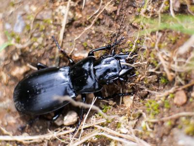  Percus grandicollis Audinet-Serville, 1821