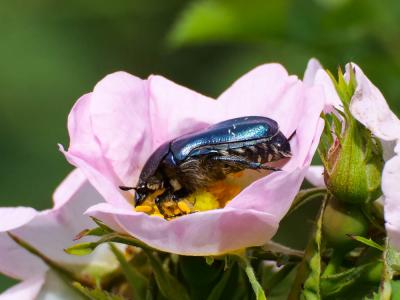 Cétoine dorée (la) Cetonia aurata pisana Heer, 1841