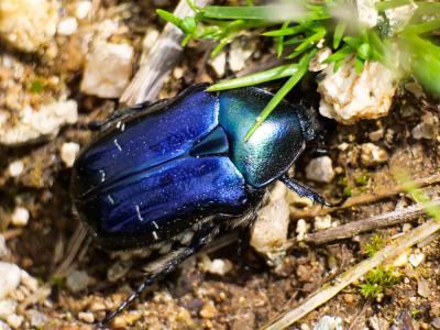 Cétoine dorée (la) Cetonia aurata pisana Heer, 1841