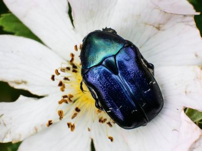 Cétoine dorée (la) Cetonia aurata pisana Heer, 1841