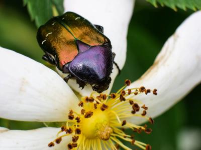 Cétoine dorée (la) Cetonia aurata pisana Heer, 1841