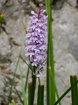 Orchis de Fuchs, Orchis tacheté des bois, Orchis d Dactylorhiza fuchsii (Druce) Soó, 1962