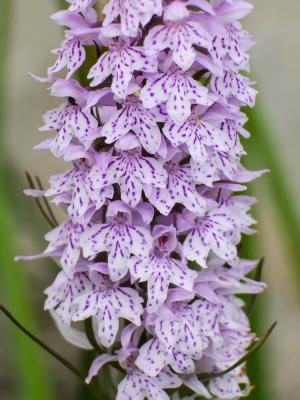 Orchis de Fuchs, Orchis tacheté des bois, Orchis d Dactylorhiza fuchsii (Druce) Soó, 1962